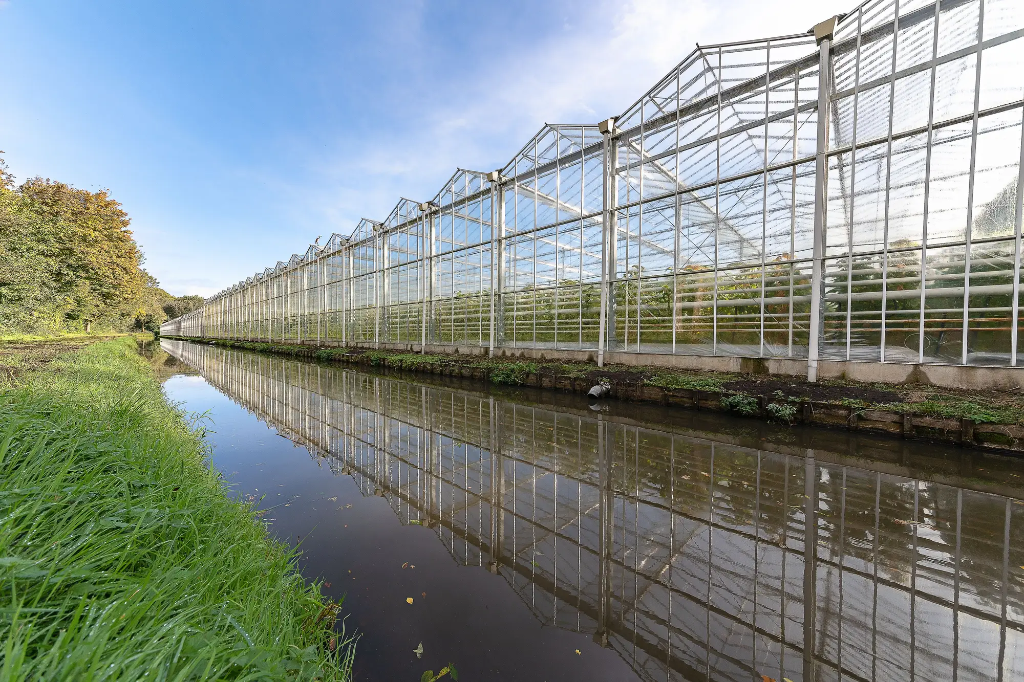 A long glasshouse range reflected in a drainage canal, grass verge in the foreground
