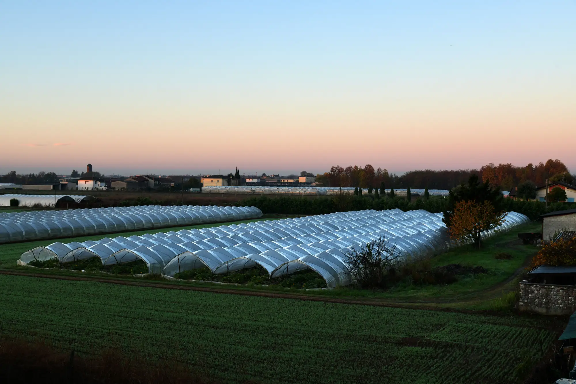 Rows of plastic polytunnels on farmland at dusk, a village and trees behind them
